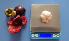 山竹好吃、营养价值一般 热量还很高！但很贵的水果