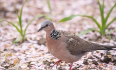 城市里 斑鸠越来越多：一大优势 无鸟可及