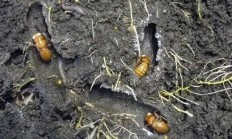 那些13年蝉和17年蝉 根据什么来判断自己在地下度过的时间