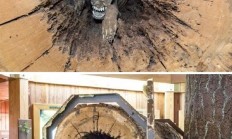 猎犬被树洞卡住20年后才被人发现：已经变成了木乃伊