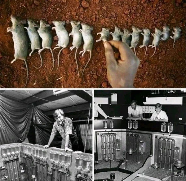 恐怖的25号宇宙实验:当所有需求得到满足 老鼠却迎来世界末日