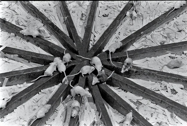 恐怖的25号宇宙实验:当所有需求得到满足 老鼠却迎来世界末日