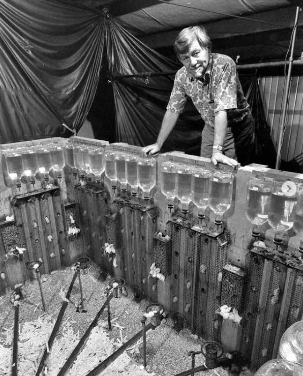 恐怖的25号宇宙实验:当所有需求得到满足 老鼠却迎来世界末日