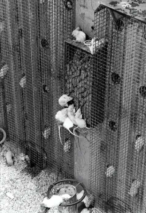 恐怖的25号宇宙实验:当所有需求得到满足 老鼠却迎来世界末日