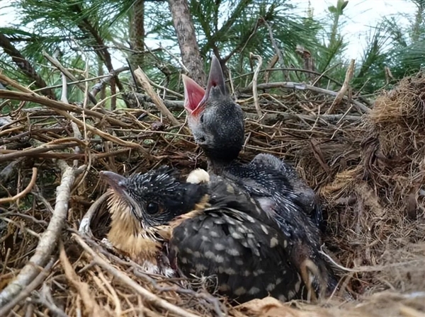 如果鸟类发现自己养了一只杜鹃的雏鸟 那么它们会怎么做