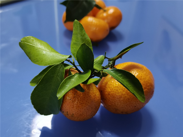 这种春节“顶流”水果一吃就停不下来:但吃多了人就会变黄