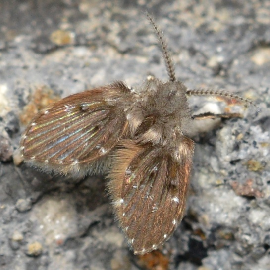 这种虫子 看到1只 你家里就有了1万只——不是蟑螂