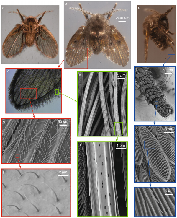 这种虫子 看到1只 你家里就有了1万只——不是蟑螂