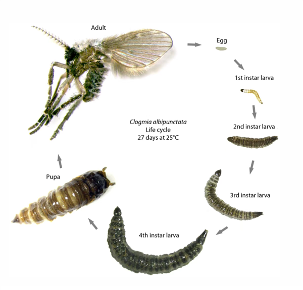 这种虫子 看到1只 你家里就有了1万只——不是蟑螂