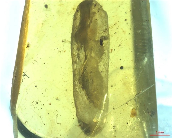 我国科学家发现约1亿年前僵尸昆虫:将一起源时间前推3000万年