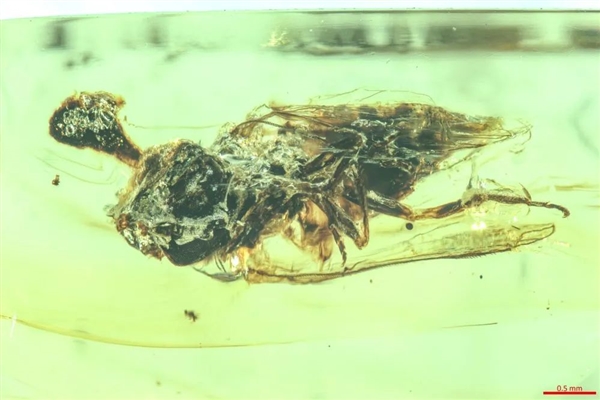 我国科学家发现约1亿年前僵尸昆虫:将一起源时间前推3000万年