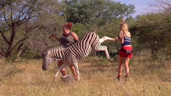 上天了:美国宠物斑马大逃亡 自由一周被飞机吊回家