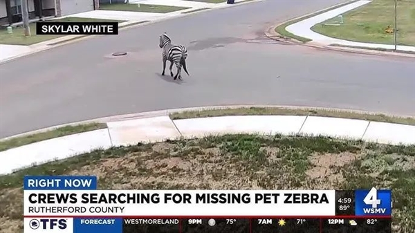 上天了:美国宠物斑马大逃亡 自由一周被飞机吊回家