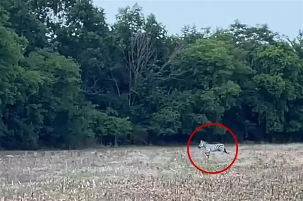 上天了:美国宠物斑马大逃亡 自由一周被飞机吊回家