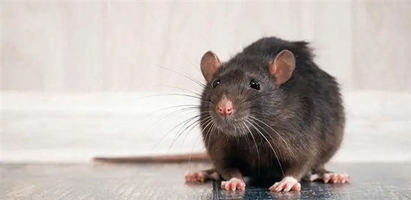“变异”老鼠正在席卷澳洲！超50%有抗药基因 不会被灭鼠药杀死