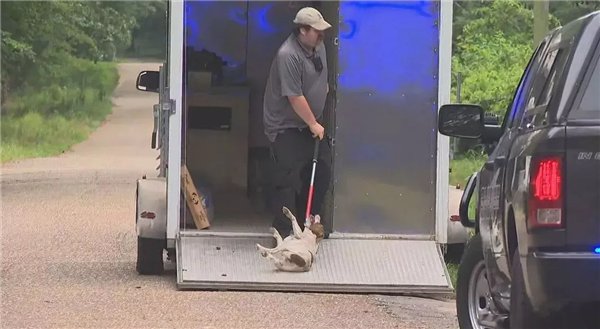 美国女孩喂流浪犬遭40只狗围咬致死：14只被实施安乐死