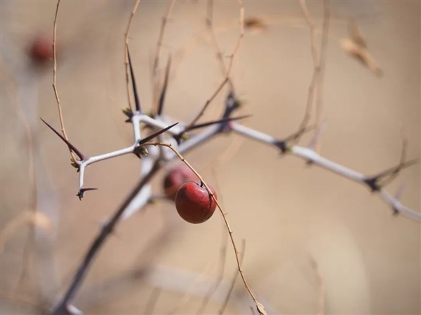 山西这种被误解的“土”：不仅能吃 还很补维生素C！