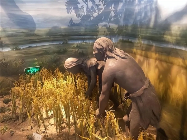 水稻先种秧苗后插秧 而非一次种到位：中国古代最高级的农业技术