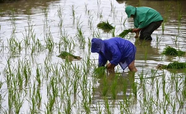 水稻先种秧苗后插秧 而非一次种到位：中国古代最高级的农业技术
