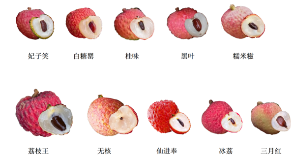 荔枝大丰收!10种热门荔枝口感大PK 一次说清