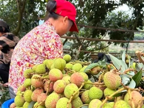 荔枝大丰收!10种热门荔枝口感大PK 一次说清