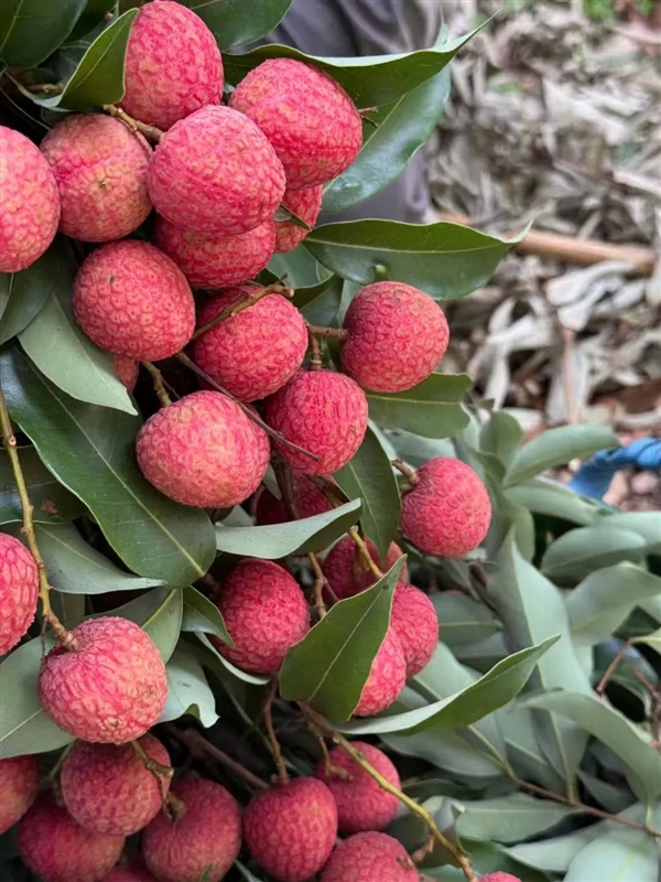 荔枝大丰收!10种热门荔枝口感大PK 一次说清