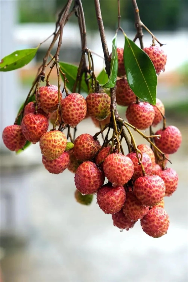 荔枝大丰收!10种热门荔枝口感大PK 一次说清