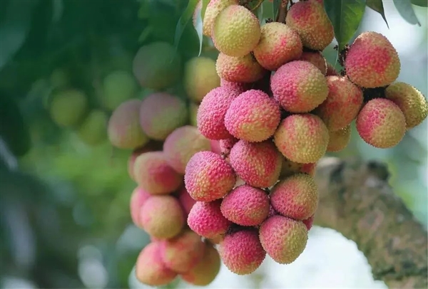 荔枝大丰收!10种热门荔枝口感大PK 一次说清