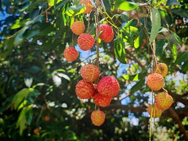 荔枝大丰收!10种热门荔枝口感大PK 一次说清