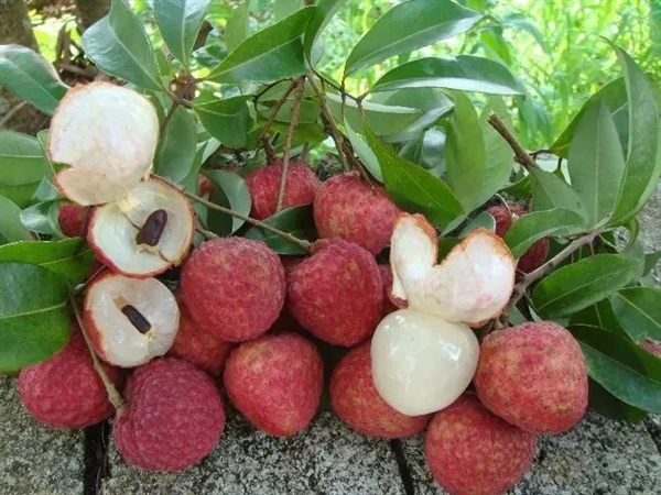 荔枝大丰收!10种热门荔枝口感大PK 一次说清