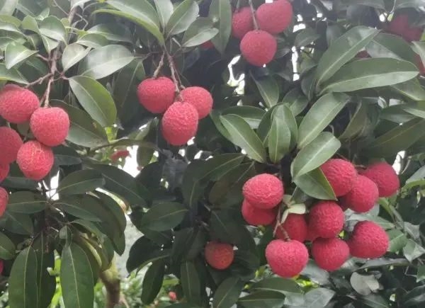 荔枝大丰收!10种热门荔枝口感大PK 一次说清