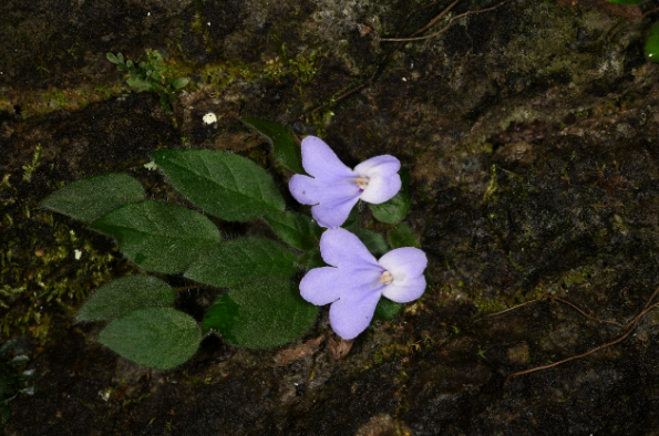 消失百年之久！我国成功拯救极危大花石蝴蝶