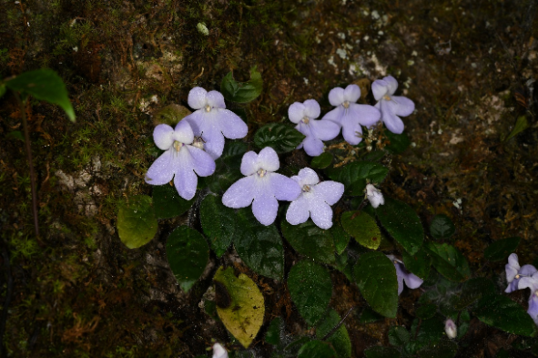消失百年之久！我国成功拯救极危大花石蝴蝶