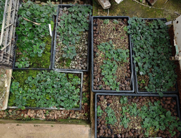 消失百年之久！我国成功拯救极危大花石蝴蝶