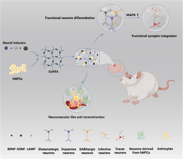 中科院开发出新型鸡尾酒水凝胶：可修复受损脑组织