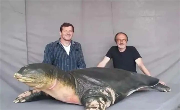 鳖看起来那么弱 为什么龟没有完全淘汰掉鳖