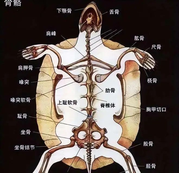 鳖看起来那么弱 为什么龟没有完全淘汰掉鳖