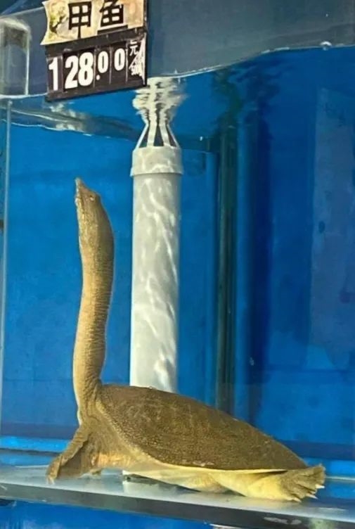 鳖看起来那么弱 为什么龟没有完全淘汰掉鳖