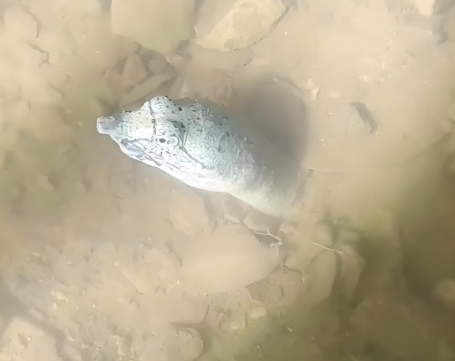 鳖看起来那么弱 为什么龟没有完全淘汰掉鳖