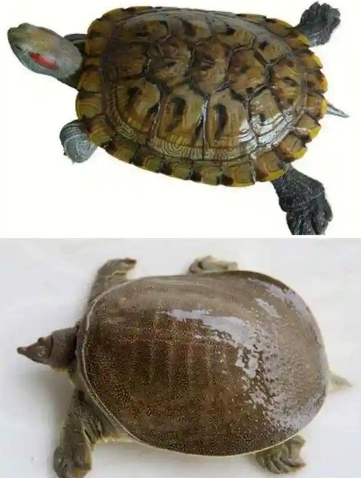 鳖看起来那么弱 为什么龟没有完全淘汰掉鳖