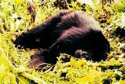 直接躺下更方便 为什么人要枕头才能更好的睡觉?