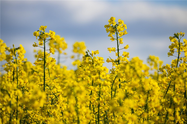我国科学家发现油菜增产关键新基因：单株产量提升25.3%