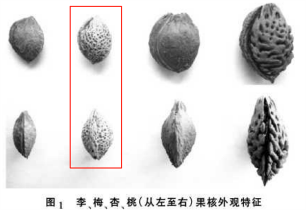 这种果子酸得发牙 却是夏天开胃解渴的宝藏食物!你吃对了吗