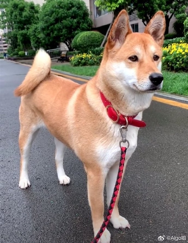 中华田园犬禁养是烈性犬上热搜 网友吵翻:多地宣布解除禁养 你支持吗