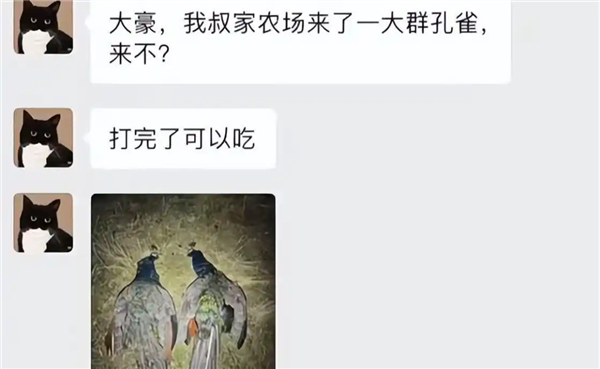 国外孔雀免费吃 新西兰农场来了一群孔雀 中国网红受邀前去狩猎