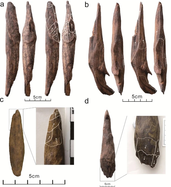 距今最久36万年!云南出土东亚最早木器 揭秘古人生存之道