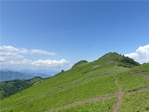 数千人涌入割韭菜：北京的这座山被“薅秃了”