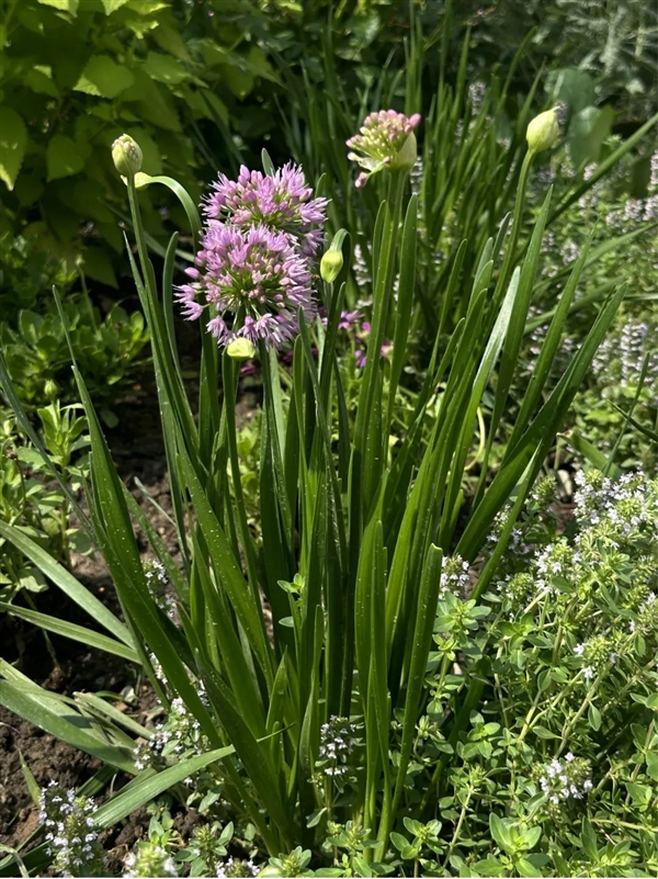 数千人涌入割韭菜：北京的这座山被“薅秃了”