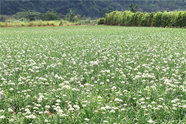 数千人涌入割韭菜：北京的这座山被“薅秃了”