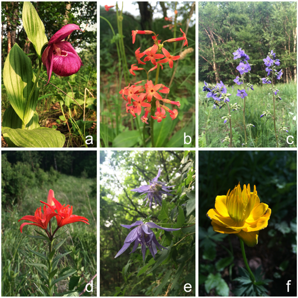 数千人涌入割韭菜：北京的这座山被“薅秃了”